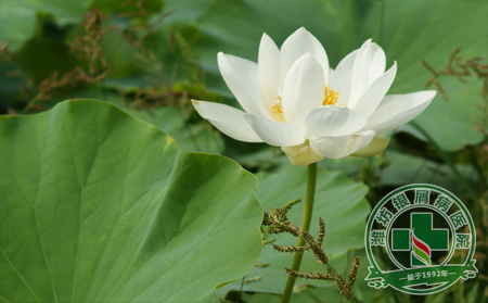 初夏牛皮癣患者怎样养生保健